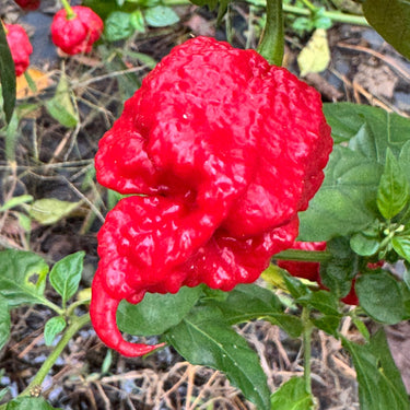 Primo Lucifer XL - Seeds - The Pepper Pantry (Formerly Marie Sharp's)